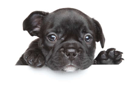 French bulldog puppy above white bannerの写真素材