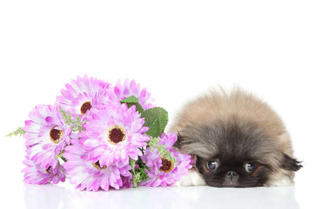 Pekinese puppy lying in flower on a white backgroundの写真素材