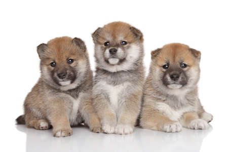 Group of Shiba inu puppies  Portrait on a white backgroundの写真素材