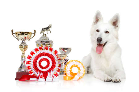 White Swiss Shepherd dog lying down on white backgroundの写真素材