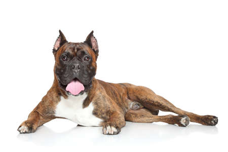 German Boxer dog lying on white backgroundの写真素材