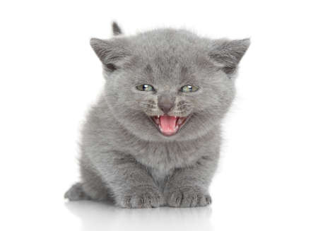 Portrait of British shorthair kitten meows on white backgroundの写真素材