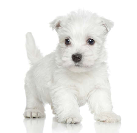 West Highland white terrier puppy on white backgroundの写真素材