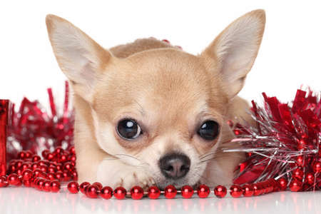 Chihuahua in red garlands on white backgroundの写真素材