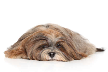 Lhasa Apso lying down on white backgroundの写真素材