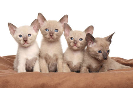 A group of kittens breed Oriental on brown blanketの写真素材
