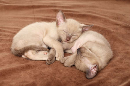 Oriental kittens sleeping on blanketの写真素材