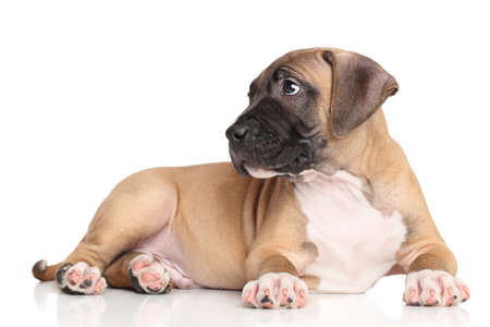 American Staffordshire terrier puppy lying on a white backgroundの写真素材