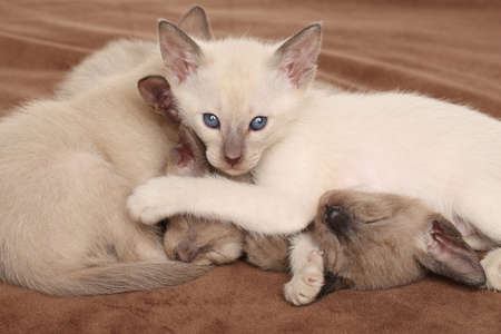 Oriental Kittens playing on brown backgroundの写真素材