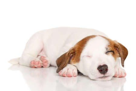 Puppy Jack Russell sleeping sweetly on a white backgroundの写真素材
