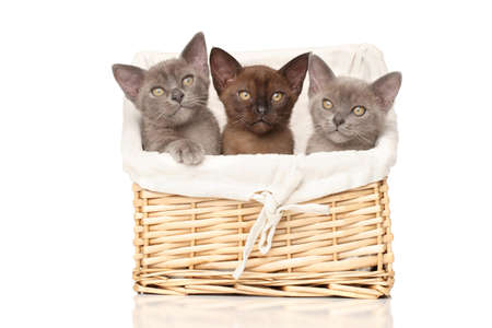 Three Burmese kittens in a basket on white backgroundの写真素材