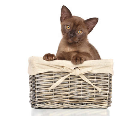 Burmese kitten in wicker basket on white backgroundの写真素材