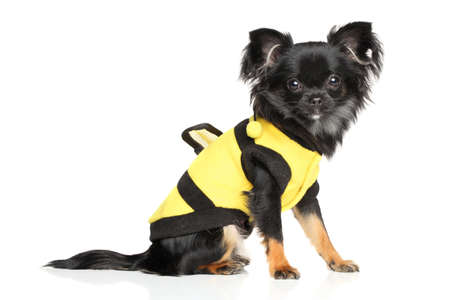 Long-Haired Chihuahua in fashionable dog clothes on white backgroundの写真素材