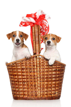 Happy puppies in large wicker basket on a white backgroundの写真素材