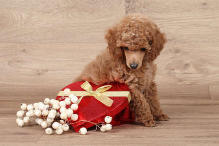 Dwarf poodle puppy with red heart sits on wooden backgroundの写真素材