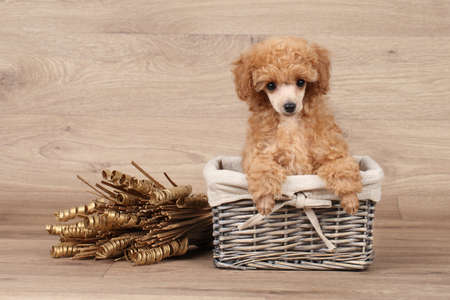 Toy poodle puppy in basket on wooden backgroundの写真素材