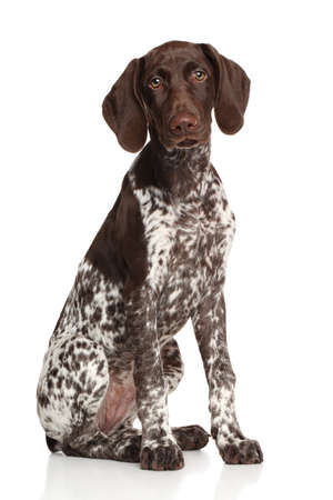 German shorthaired pointer sitting against white background German shorthaired pointer sitting against white background