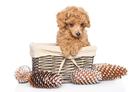 Apricot Toy Poodle puppy sits in wicker basket on a white backgroundの写真素材