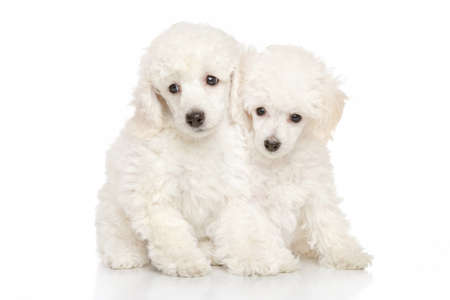 Poodle puppies on white backgroundの写真素材
