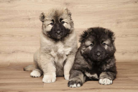 Caucasian shepherd puppies on wooden backgroundの写真素材