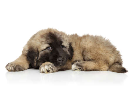 Small cute funny Caucasian shepherd puppy laying on white backgroundの写真素材