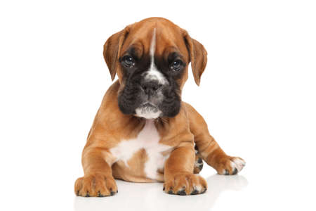 German boxer puppy on white backgroundの写真素材
