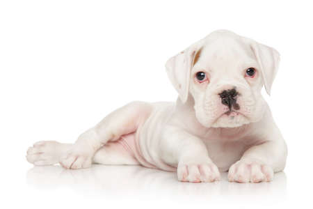 Portrait of a German Boxer puppy on white backgroundの写真素材