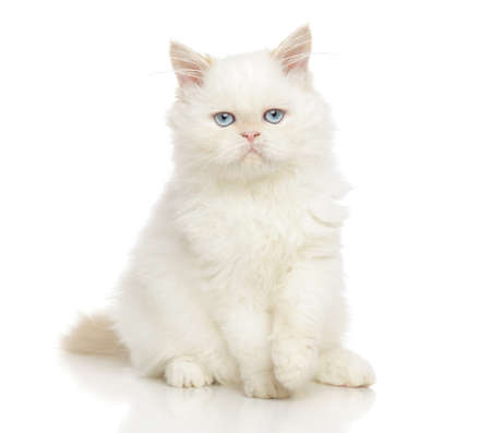 Persian cat sitting in front of white backgroundの写真素材