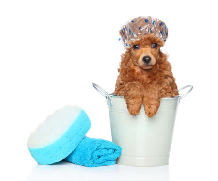 Dog bath day. Toy poodle sitting in a bucket near the towel and washcloth. Portrait on white backgroundの写真素材