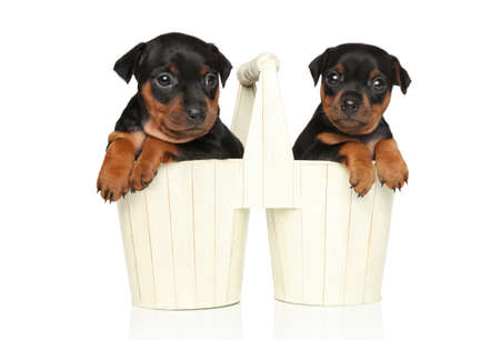 Two cute puppy of miniature Pinscher in garden pots on a white background
