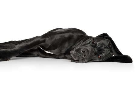 Great Dane lying down resting on white backgroundの写真素材