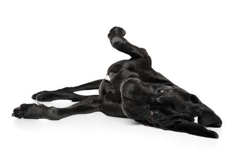 Great Dane lying down on a white backgroundの写真素材