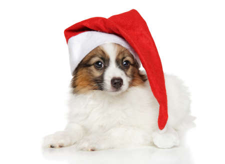 Papillon dog puppy in Santa red hat on white backgroundの写真素材