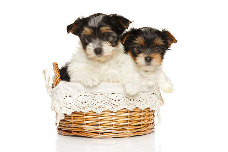 Cute Bieweryork puppies in wicker basket on white background. Baby animal themeの写真素材