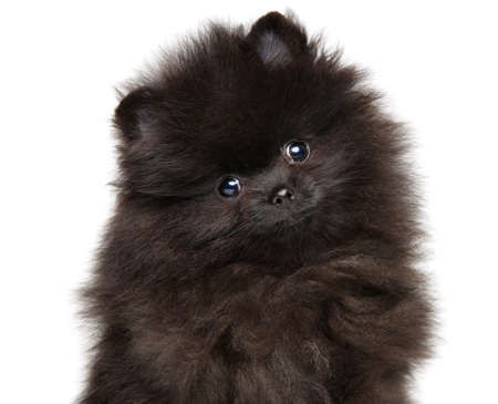 Close-up of tiny Zwerg Spitz puppy on white backgroundの写真素材
