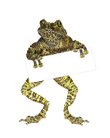 Green Frog with a blank business card. Isolated on whiteの写真素材