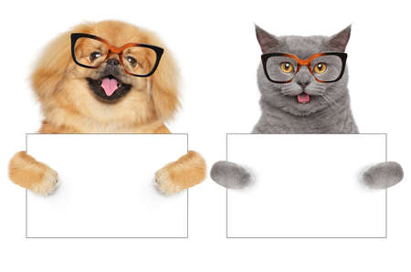 Funny Cat and Dog in glasses hold paws white bannerの写真素材