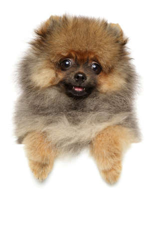 Cute Spitz dog puppy above white banner. Baby animal themeの写真素材