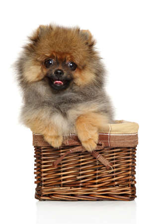 Spitz puppy sits in wicker basket on white background. Baby animal themeの写真素材