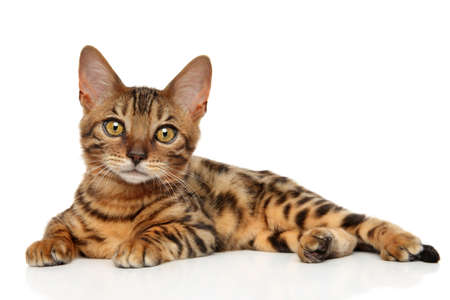 Bengal kitten lying on white background