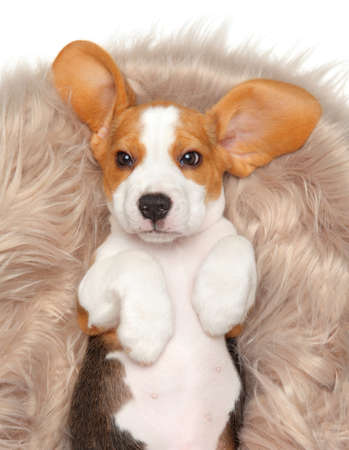 Beagle puppy lying on his back in his basket. Top view on white backgroundの写真素材