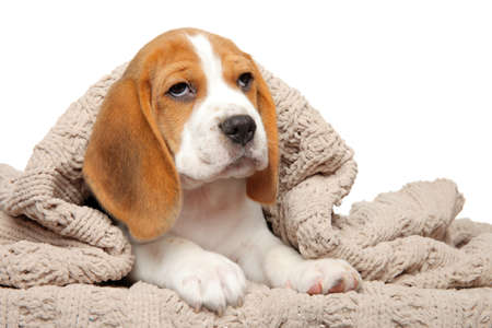 Beagle puppy under blanket on a white backgroundの写真素材