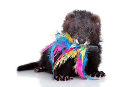 Ferret puppy playing with colored feathers on a white backgroundの写真素材