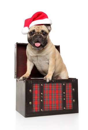 French bulldog in a chest and wearing Santa red hat on a white background. Christmas animals themeの写真素材