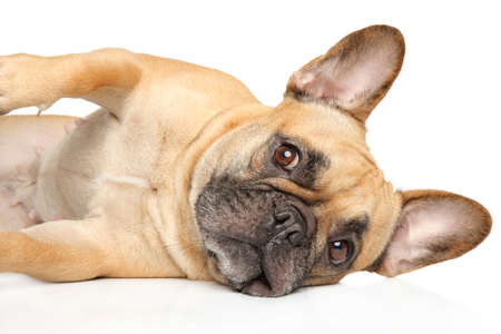 French Bulldog resting on white background. Animal themesの写真素材