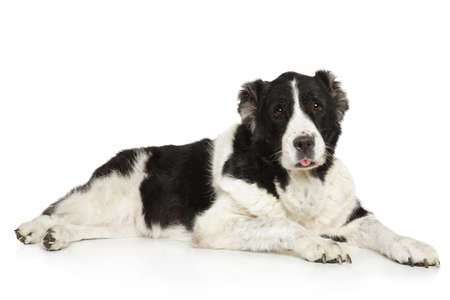 Cute big Alabai dog graceful lying on a white background. Animal themes
