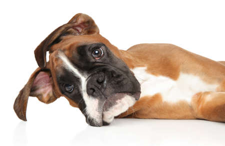 Young, funny Boxer puppy, resting. Close-up portrait in front of white background. Baby animal themeの写真素材