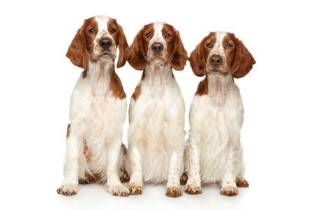 Three Welsh Springer Spaniels on white background. Animal themes