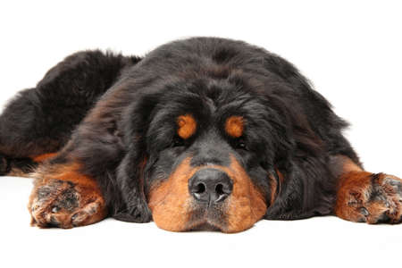 Young Tibetan Mastiff is sleeping on a white background. Animal themes, front view