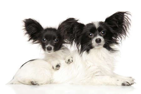 Portrait of a Continental Toy Spaniel puppies on white background. Baby animal themeの写真素材